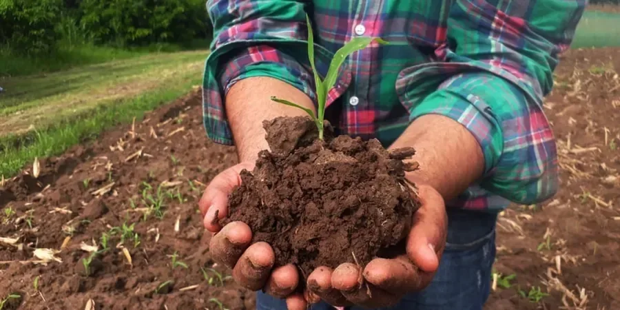 Illustrative image of Organic soil management in Albuquerque